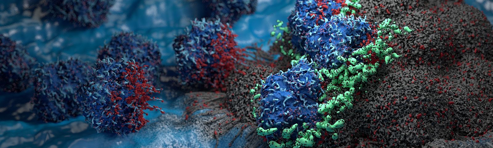 fancy T-cell Tumor environment 3d scientific images